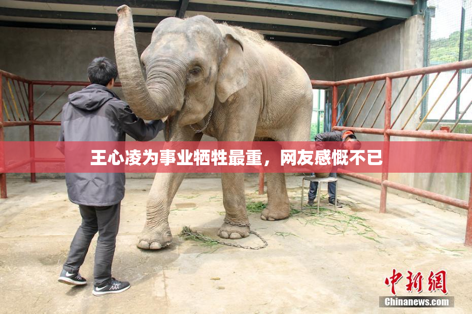 王心凌为事业牺牲最重，网友感慨不已