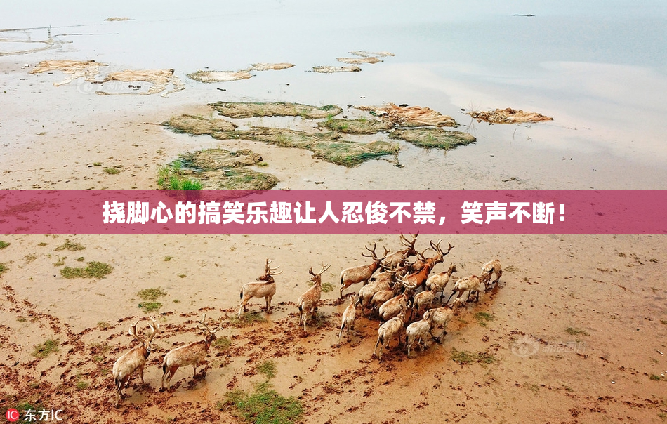挠脚心的搞笑乐趣让人忍俊不禁，笑声不断！