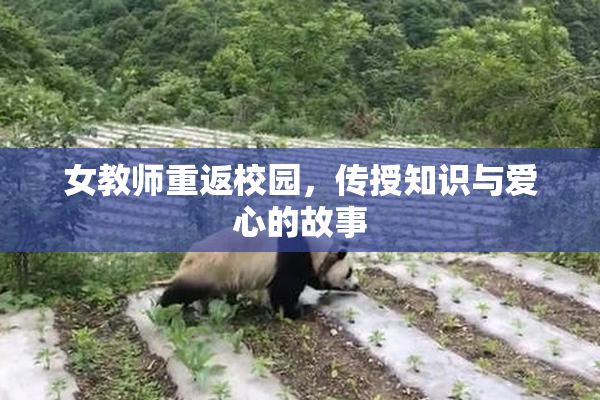 女教师重返校园，传授知识与爱心的故事