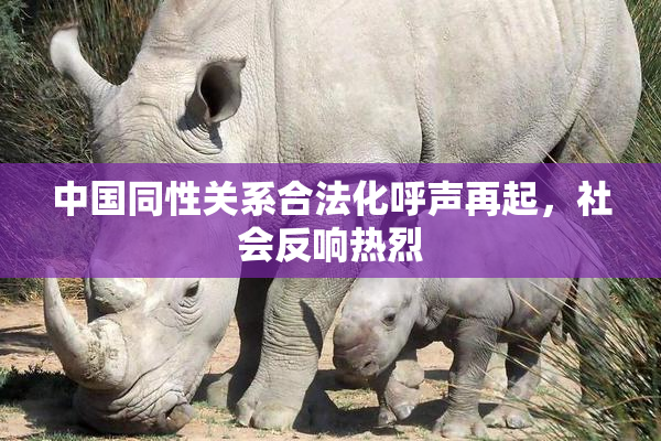 中国同性关系合法化呼声再起，社会反响热烈