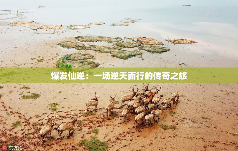 爆发仙逆：一场逆天而行的传奇之旅