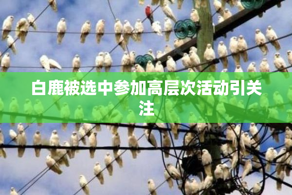 白鹿被选中参加高层次活动引关注