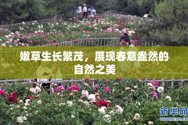 嫩草生长繁茂，展现春意盎然的自然之美
