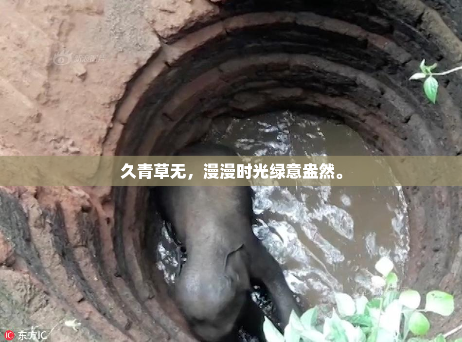 久青草无，漫漫时光绿意盎然。