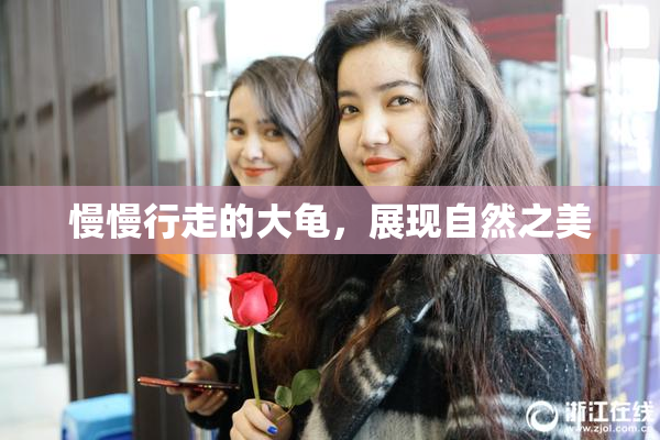 慢慢行走的大龟，展现自然之美