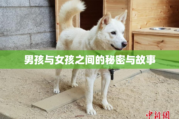 男孩与女孩之间的秘密与故事