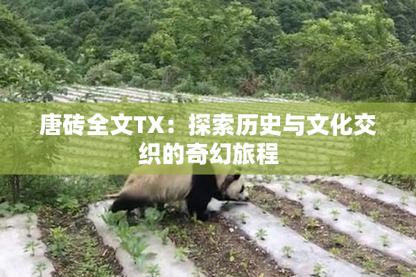 唐砖全文TX：探索历史与文化交织的奇幻旅程