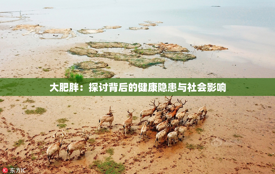 大肥胖：探讨背后的健康隐患与社会影响
