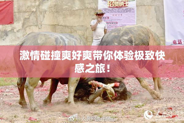 激情碰撞爽好爽带你体验极致快感之旅！