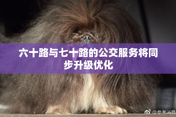六十路与七十路的公交服务将同步升级优化