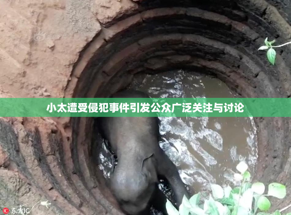 小太遭受侵犯事件引发公众广泛关注与讨论