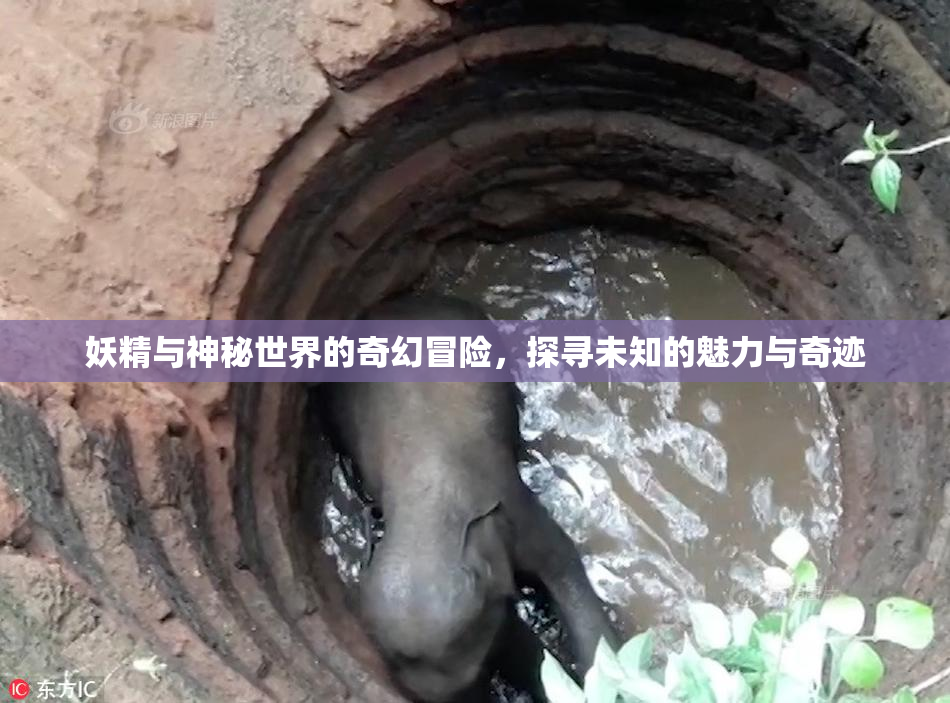 妖精与神秘世界的奇幻冒险，探寻未知的魅力与奇迹