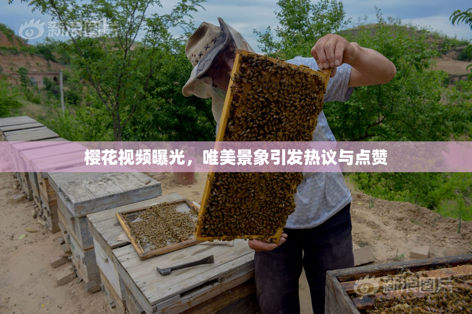 樱花视频曝光，唯美景象引发热议与点赞