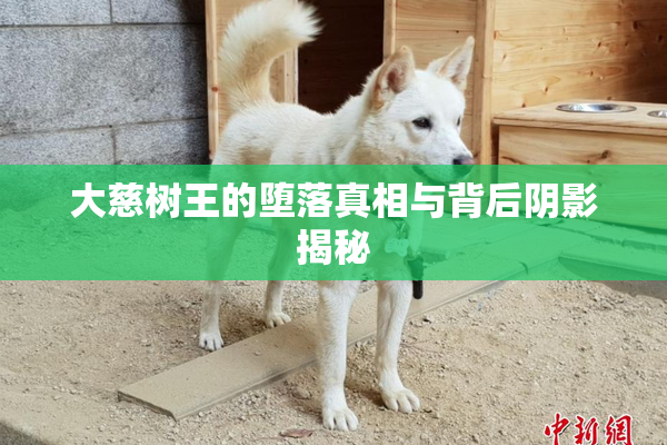 大慈树王的堕落真相与背后阴影揭秘