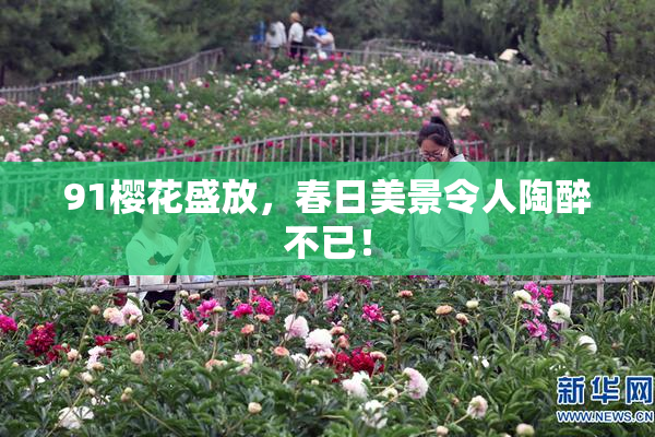 91樱花盛放，春日美景令人陶醉不已！