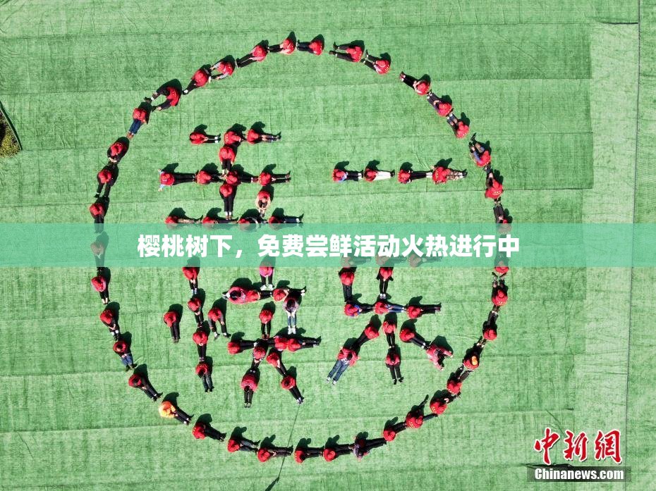 樱桃树下，免费尝鲜活动火热进行中