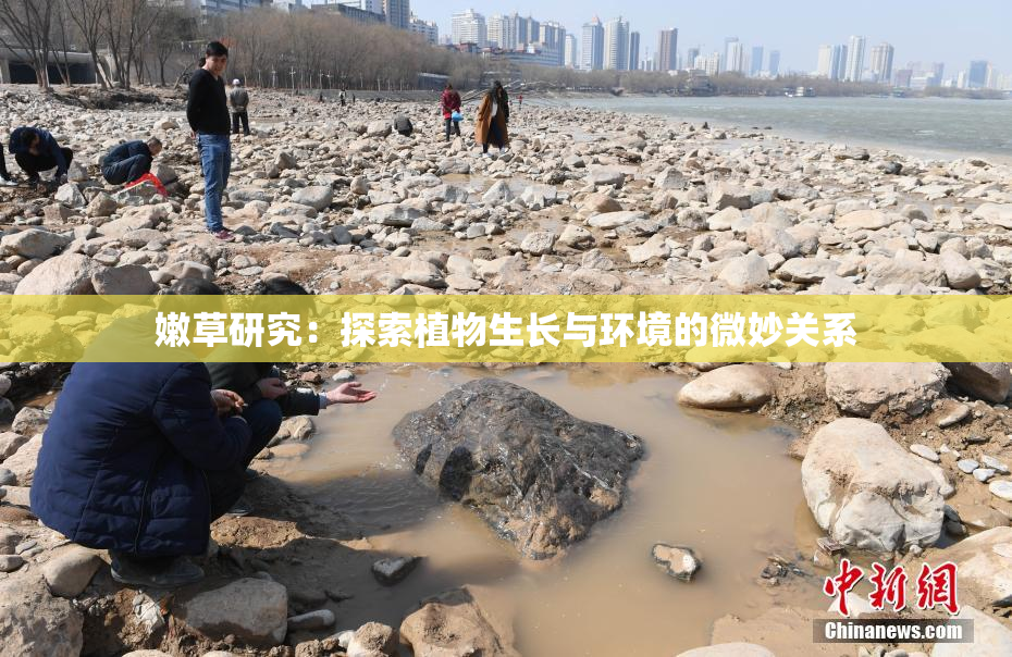 嫩草研究：探索植物生长与环境的微妙关系