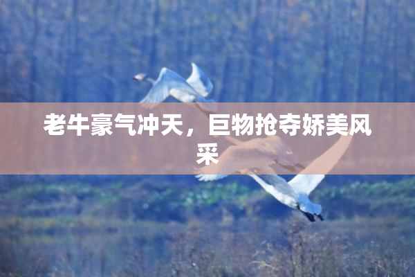 老牛豪气冲天，巨物抢夺娇美风采