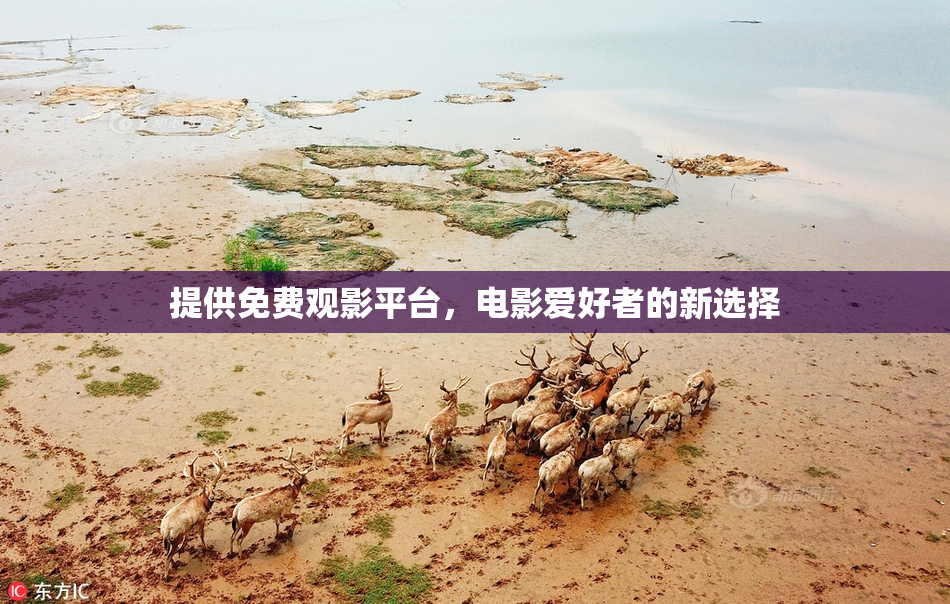 提供免费观影平台，电影爱好者的新选择