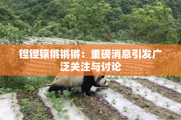 铿铿锿锵锵锵：重磅消息引发广泛关注与讨论