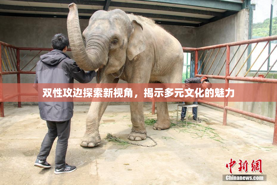 双性攻边探索新视角，揭示多元文化的魅力