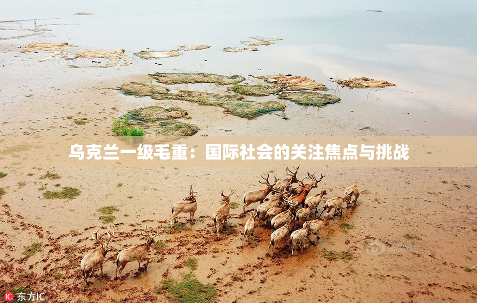 乌克兰一级毛重：国际社会的关注焦点与挑战
