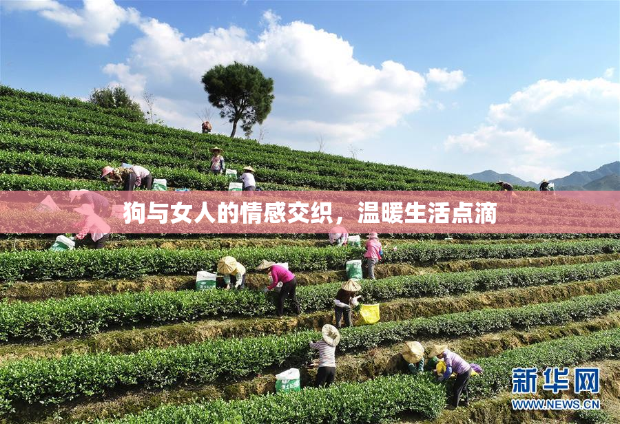 狗与女人的情感交织，温暖生活点滴