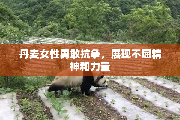 丹麦女性勇敢抗争，展现不屈精神和力量