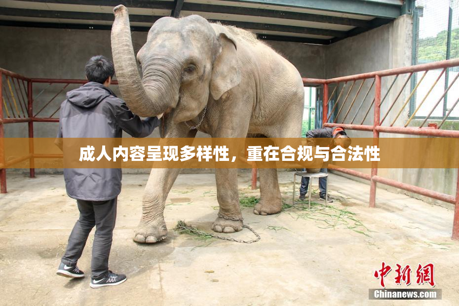 成人内容呈现多样性，重在合规与合法性