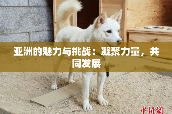 亚洲的魅力与挑战：凝聚力量，共同发展