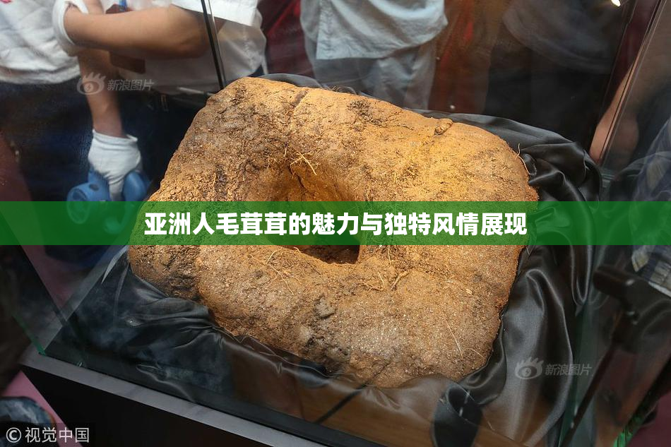 亚洲人毛茸茸的魅力与独特风情展现