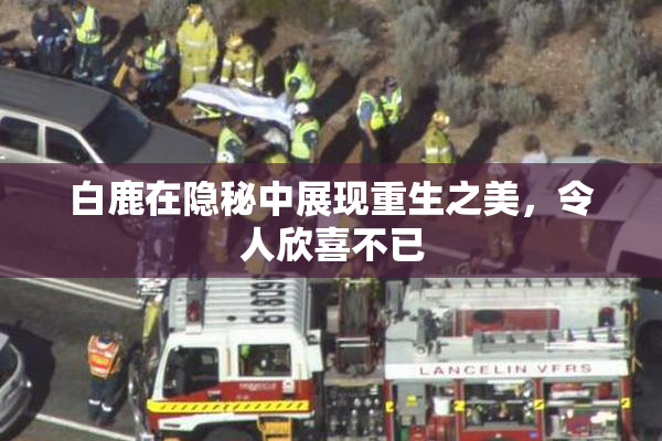 白鹿在隐秘中展现重生之美，令人欣喜不已