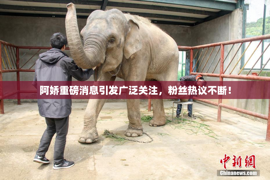 阿娇重磅消息引发广泛关注，粉丝热议不断！