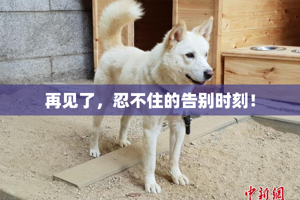 再见了，忍不住的告别时刻！