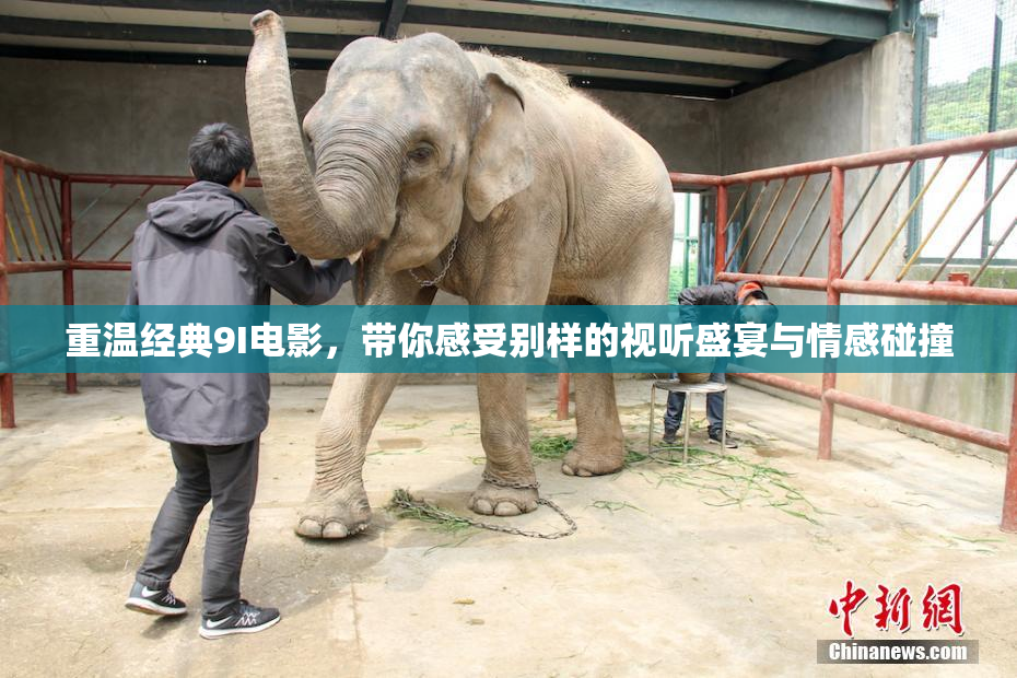 重温经典9I电影，带你感受别样的视听盛宴与情感碰撞
