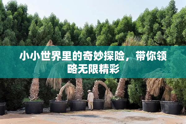 小小世界里的奇妙探险，带你领略无限精彩