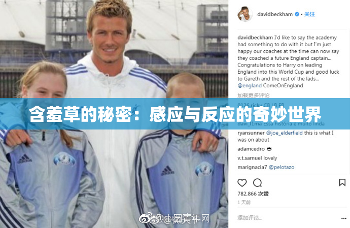 含羞草的秘密：感应与反应的奇妙世界