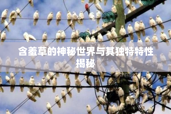 含羞草的神秘世界与其独特特性揭秘