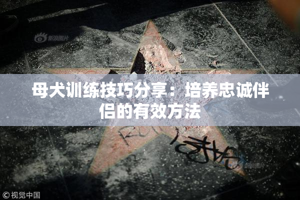 母犬训练技巧分享：培养忠诚伴侣的有效方法