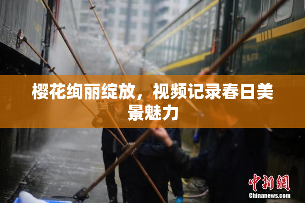 樱花绚丽绽放，视频记录春日美景魅力