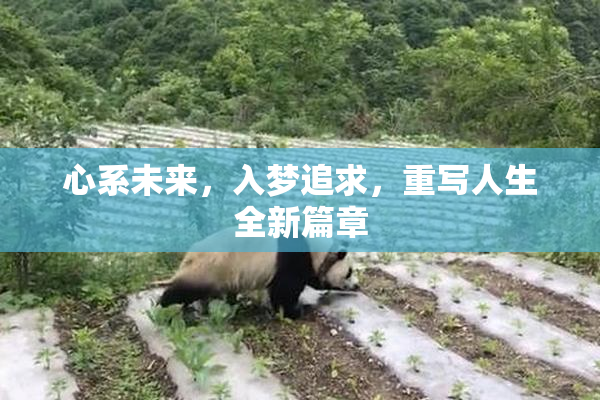 心系未来，入梦追求，重写人生全新篇章