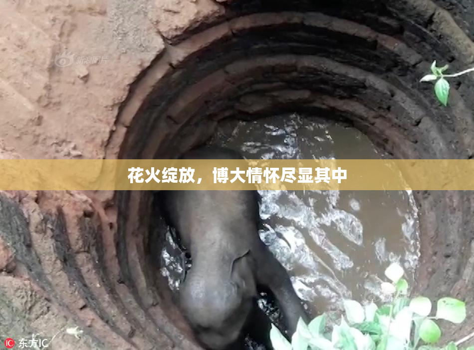 花火绽放，博大情怀尽显其中