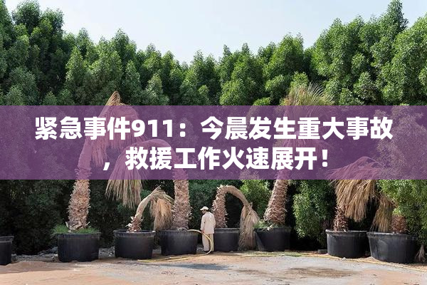 紧急事件911：今晨发生重大事故，救援工作火速展开！