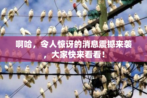 啊哈，令人惊讶的消息震撼来袭，大家快来看看！