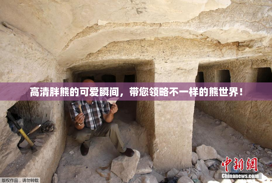 高清胖熊的可爱瞬间，带您领略不一样的熊世界！