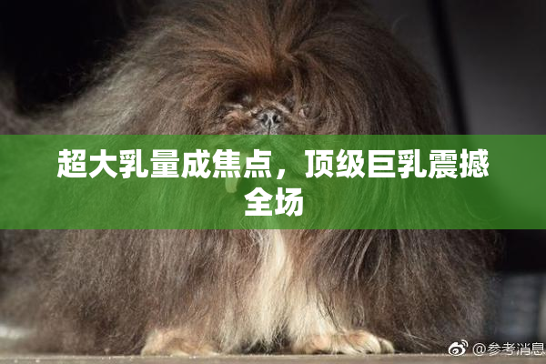 超大乳量成焦点，顶级巨乳震撼全场
