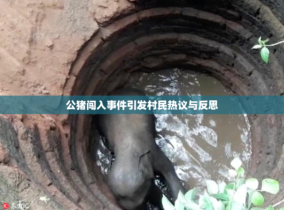 公猪闯入事件引发村民热议与反思