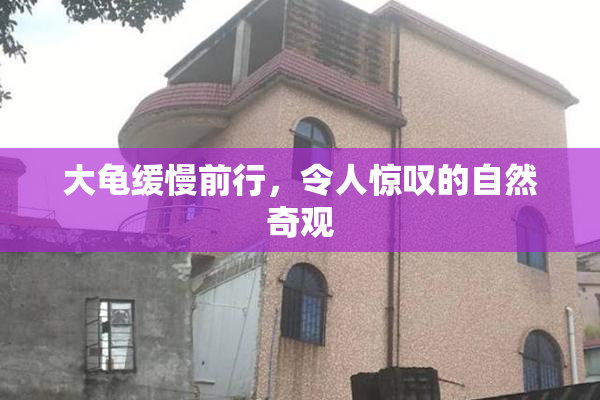大龟缓慢前行，令人惊叹的自然奇观