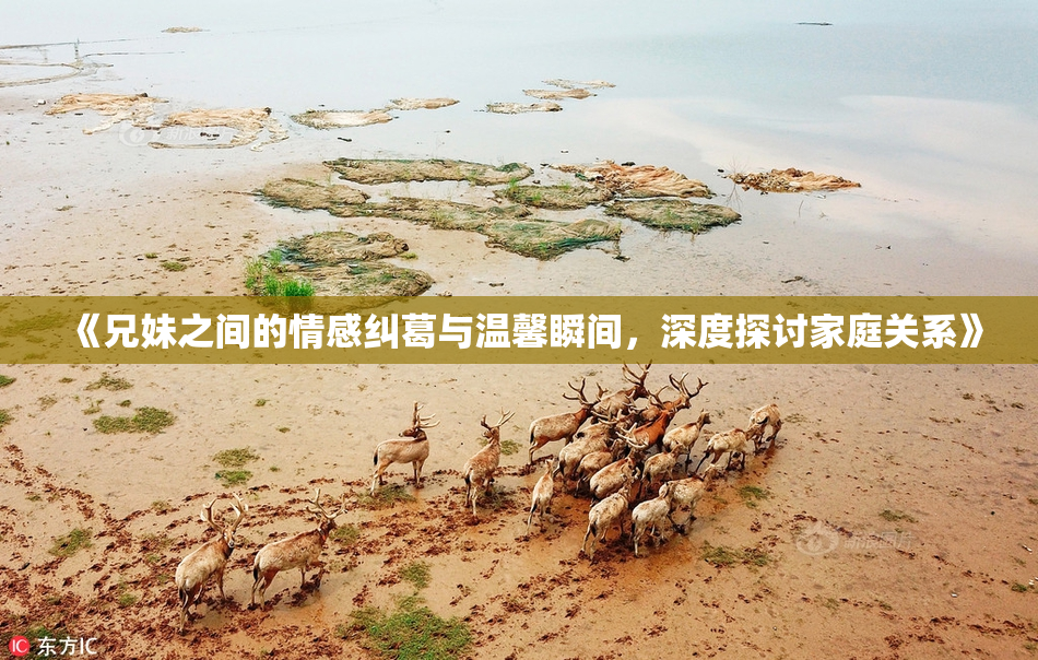 《兄妹之间的情感纠葛与温馨瞬间，深度探讨家庭关系》