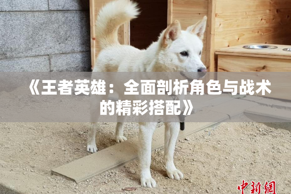 《王者英雄：全面剖析角色与战术的精彩搭配》